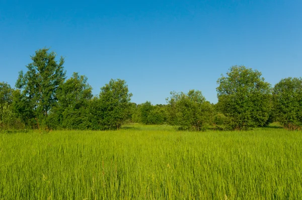 Sfondo bellissimo campo paesaggistico con erba alta e albero — Foto Stock