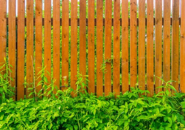 Background light brown blank wooden fence overgrown with tall gr — Stock Photo, Image