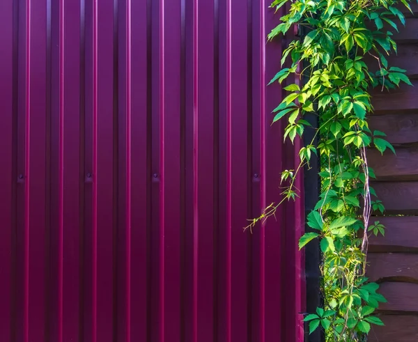 Background purple blank metal fence  in the countryside with gre — Stock Photo, Image