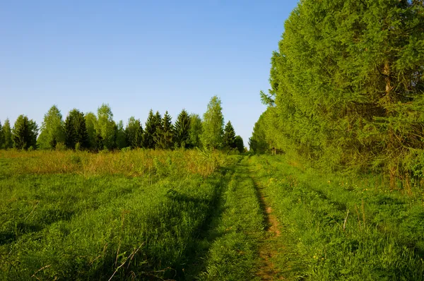 Caminho da paisagem em um campo verde — Fotografia de Stock