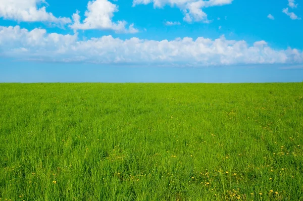 Background landscape field of green grass and blue sky — Stock Photo, Image