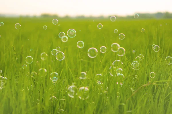 Natural background soap bubbles — Stock Photo, Image