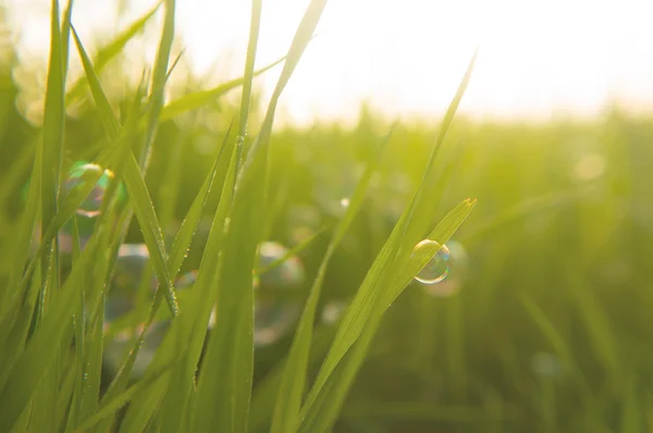 Přírodní pozadí bubliny ležet na trávě brzy ráno — Stock fotografie