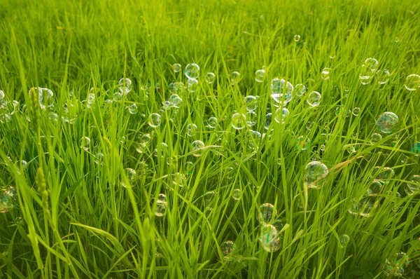 Natural background soap bubbles — Stock Photo, Image