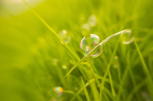 Natural background bubble lies on grass — Stock Photo, Image