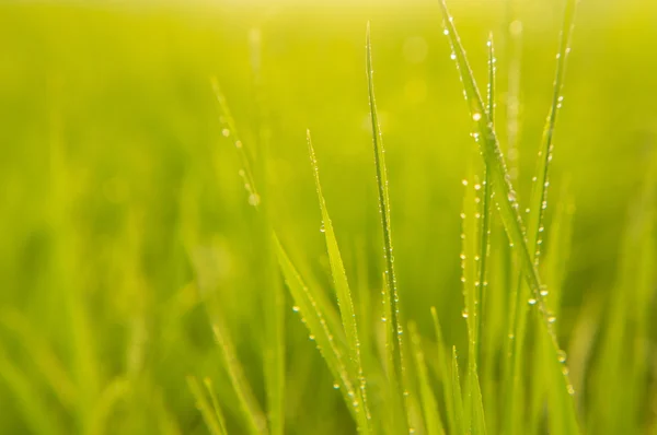 Background of green grass leaves with dewdrops — Stock Photo, Image