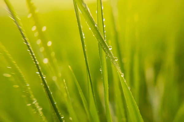 Background of green grass leaves with dewdrops — Stock Photo, Image