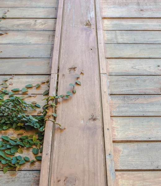 Grüne Pflanze Die Auf Einer Holzbewachsenen Wand Wächst — Stockfoto