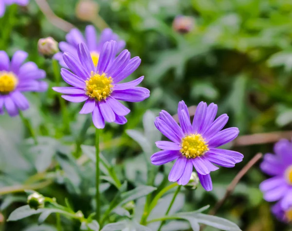 Purple Aster Flower Aster Amellus Garde — Stock Photo, Image