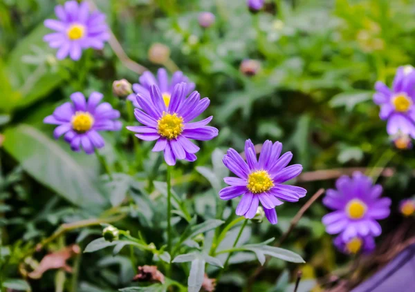 Purple Aster Flower Aster Amellus Garden — Stock Photo, Image