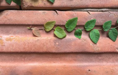 kırmızı tuğla üzerinde büyüyen canlı yeşil bitki
