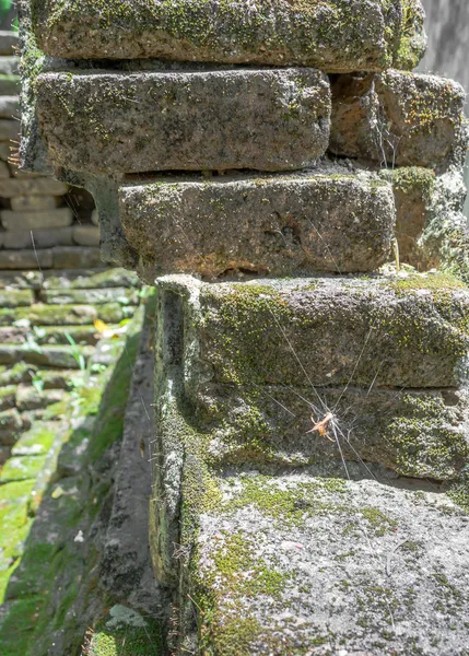 Vert Mousse Sur Fond Vieux Mur Dans Temple — Photo