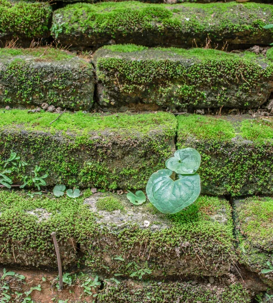 Grüne Pflanze auf Ziegelstein — Stockfoto