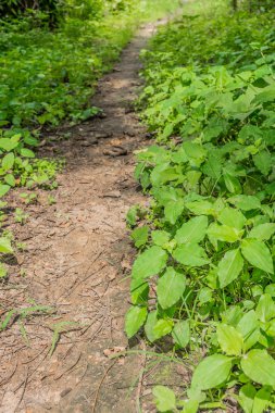 küçük dar yere yol çim 