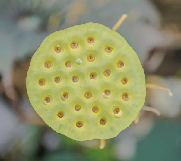 Vue du dessus jeune lotus graine po — Photo