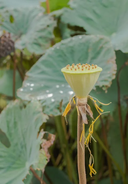 Jonge Lotus Zaad Pod Een Vijver — Stockfoto