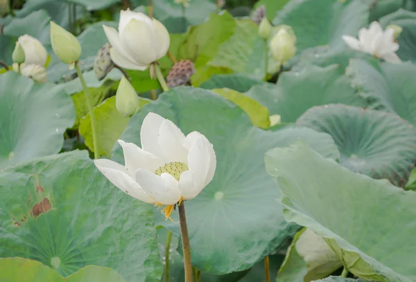 Big White Lotus Pond Rain — Stock Photo, Image