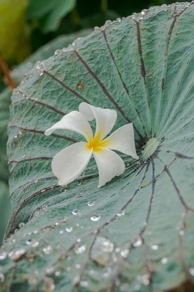 Flower Water Drop Lotus Leaf — Stock Photo, Image