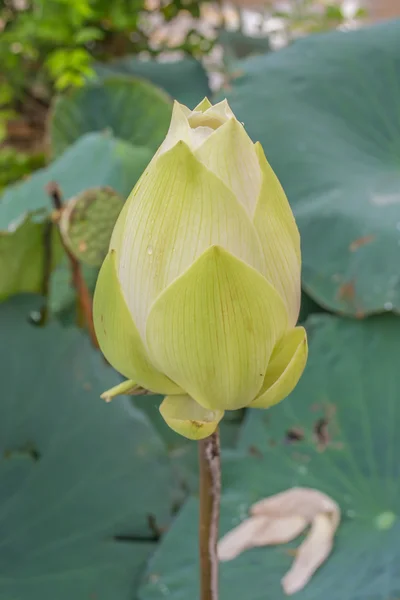 White Lotus Big Pond Have Green Leaf Background — Stock Photo, Image