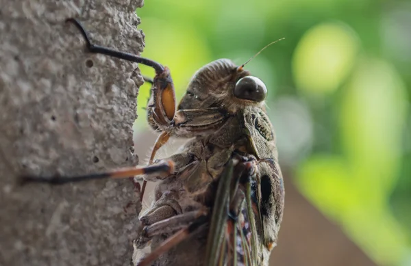ağustosböceği duvara yakın çekim