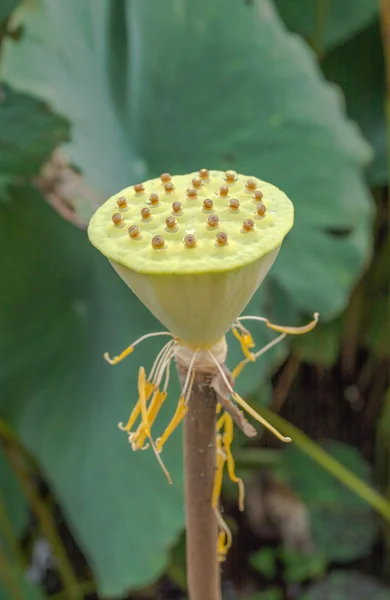 Grüne Junge Lotussamenschale — Stockfoto
