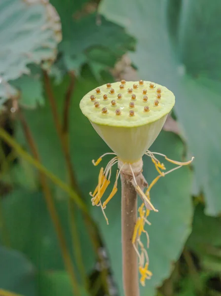 Groene Jonge Lotus Zaad Pod — Stockfoto