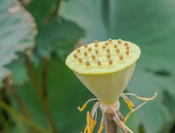 Groene Jonge Lotus Zaad Pod Een Vijver — Stockfoto