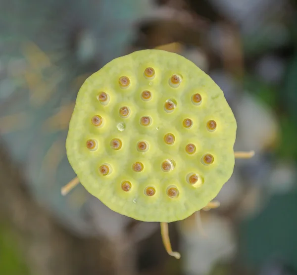 Green Young Lotus Seed Pod Pond — Stock Photo, Image