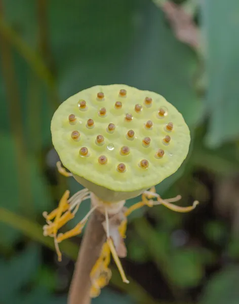 Groene Jonge Lotus Zaad Pod Een Vijver — Stockfoto