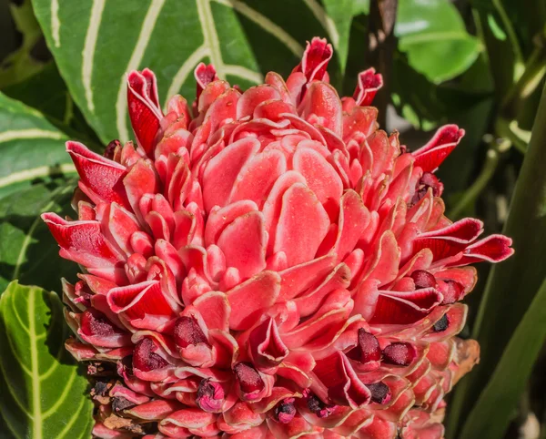 Torch ginger — Stock Photo, Image