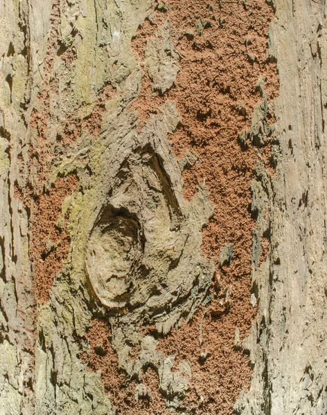 Orange Termite Nest Brown Tree Bark Background — Stock Photo, Image