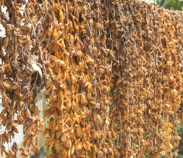 Guirlande de fleurs de jasmin séchées suspendue sur fil — Photo