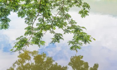 Gölün kıyıdan ağaçlara görüntülemek