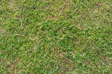 yeşil çim dokusu görüntüsü