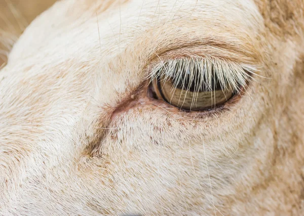Occhio di cervo bianco nell'immagine Macro . — Foto Stock