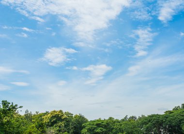 ağaç ve mavi gökyüzü ile peyzaj