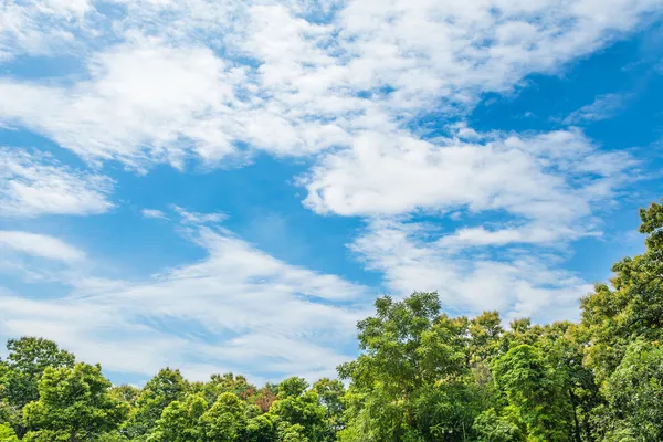 Paesaggio Con Albero Cielo Blu — Foto Stock