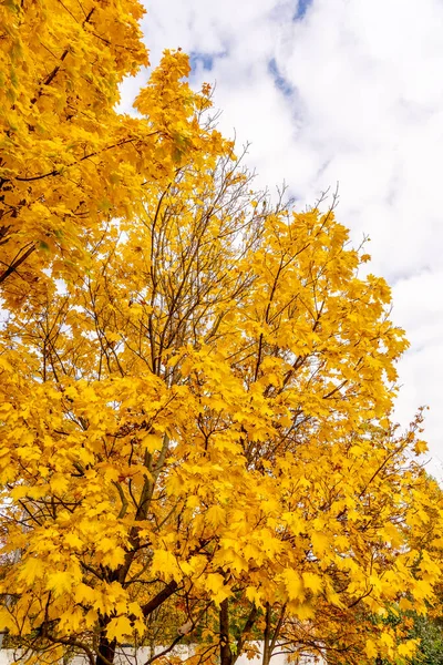 Gele herfstbladeren onder blauwe luchten en witte wolken. Gekleurde takken met gebladerte tegen de lucht. Herfst achtergrond. — Stockfoto