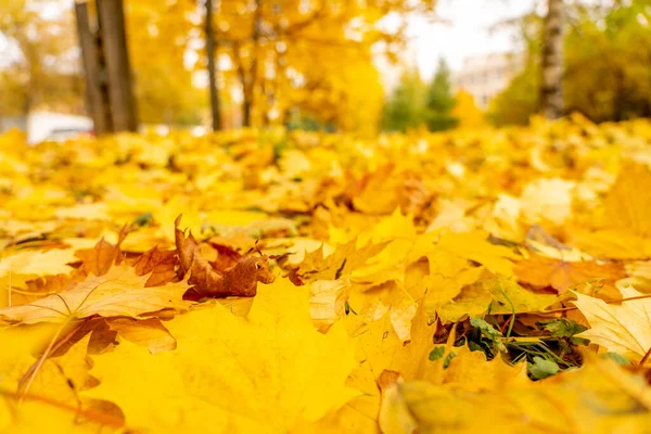 Prachtige herfst stadslandschap met gele bomen en bladeren, natuurlijke outdoor reisachtergrond. Herfst bladeren achtergrond, bladeren op het gras. Herfstconcept. — Stockfoto