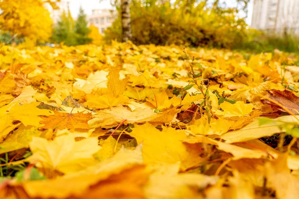Prachtige Herfst Stadslandschap Met Gele Bomen Bladeren Natuurlijke Outdoor Reisachtergrond — Stockfoto