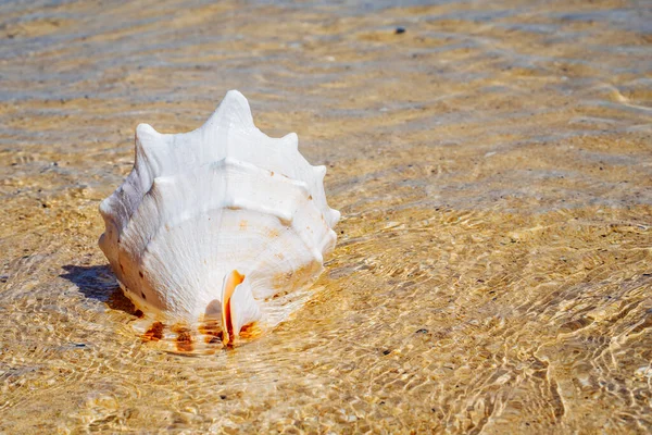 Ένα μεγάλο κέλυφος στην άμμο και νερό στην παραλία. Κοντινό μακρο πλάνο. — Φωτογραφία Αρχείου