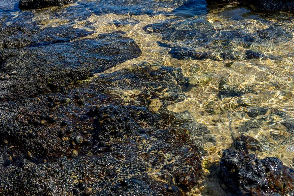 A vulkáni kő strand szikláinak közelsége kagylókkal és kagylókkal a vízen — Stock Fotó