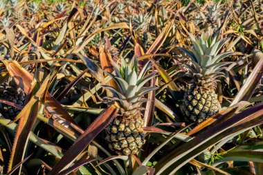 Tarlada ananas yetiştirirken, makro yakın plan..