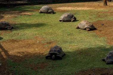 La Vanille Doğa Parkındaki Mauritius adasında dev kaplumbağalar.. 