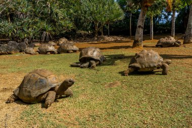 La Vanille Doğa Parkındaki Mauritius adasında dev kaplumbağalar.. 