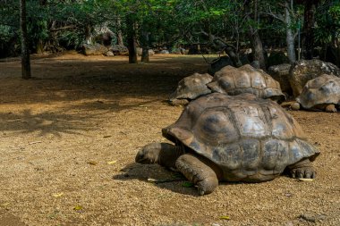 La Vanille Doğa Parkındaki Mauritius adasında dev kaplumbağalar.. 