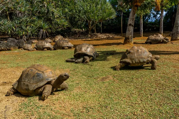 Гигантские черепахи на тропическом острове Маврикий в природном парке Ла-Ваниль. — стоковое фото