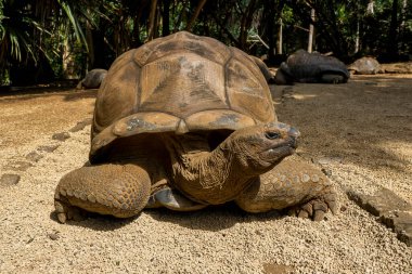 Mauritius kaplumbağası, Mauritius adaları, Güney Afrika