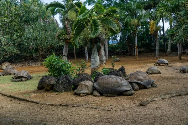 Jättesköldpaddor på tropiska ön Mauritius på La Vanille Nature Park. — Stockfoto