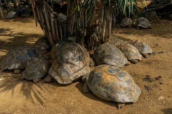Jättesköldpaddor på tropiska ön Mauritius på La Vanille Nature Park. — Stockfoto